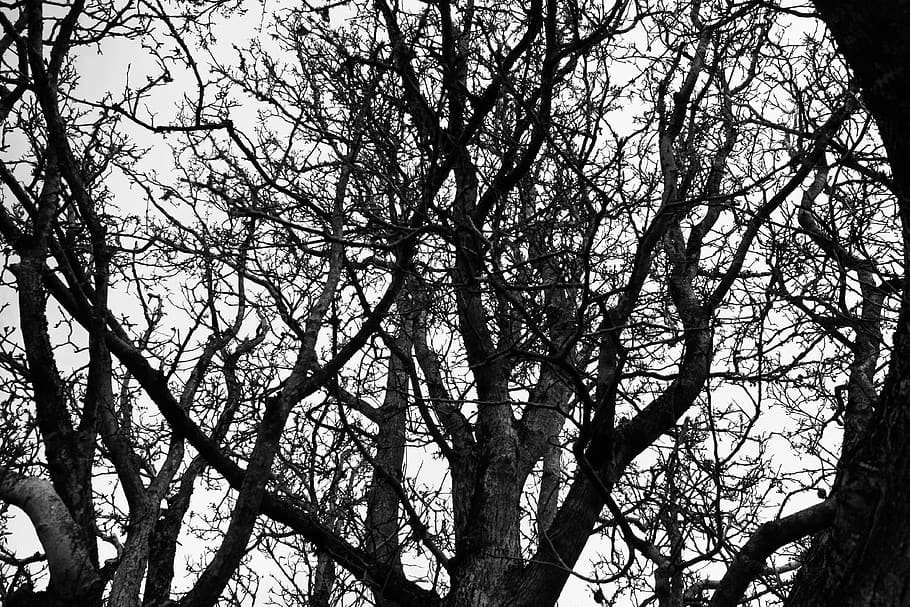 trees, vainey, roots, wood, forrest, low angle view, plant HD wallpaper