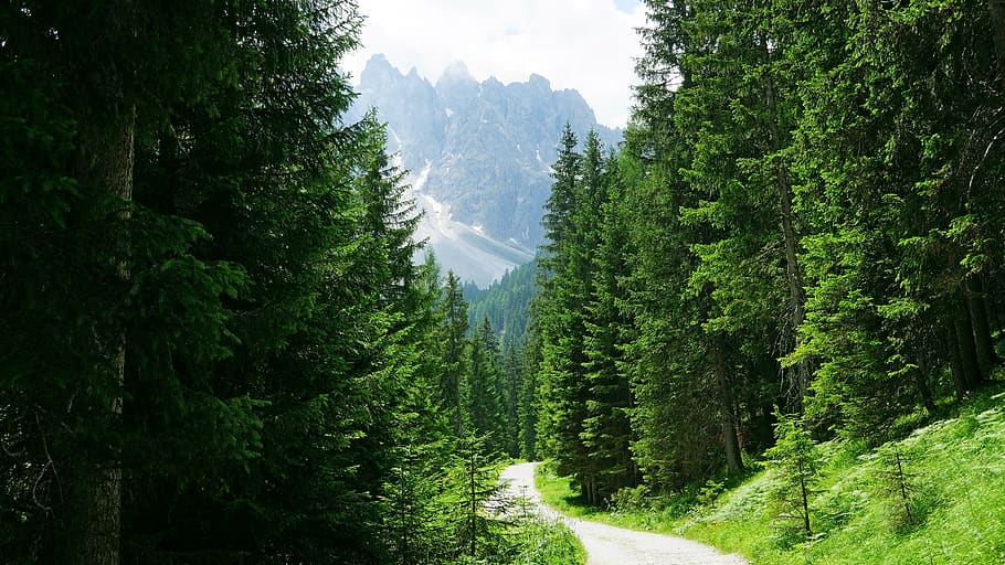 green pine trees, plant, fir, abies, conifer, path, outdoors HD wallpaper