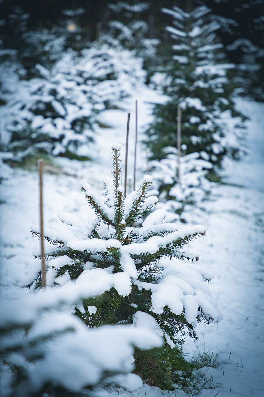 pine tree covered with snow, plant, abies, fir, conifer, outdoors HD wallpaper