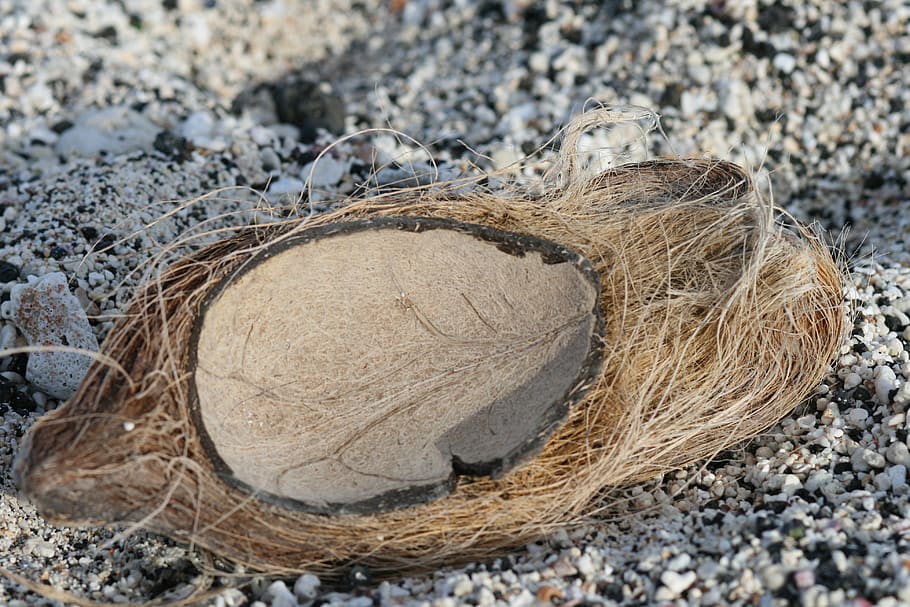 beach, coconut, shell, sand, nature, day, close-up, no people HD wallpaper