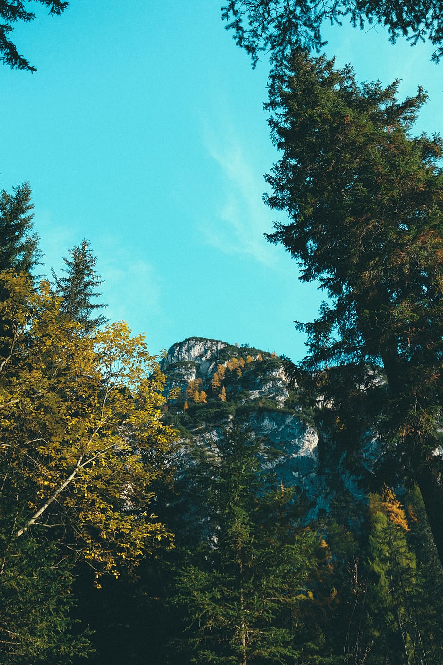 Worm's View of Green Trees, conifer, daylight, environment, evergreen HD wallpaper