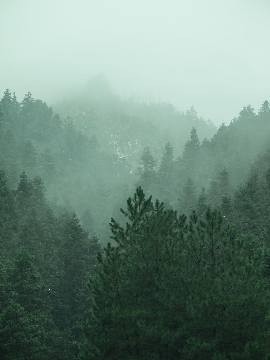 trees under cloudy sky, plant, fog, beauty in nature, forest HD wallpaper