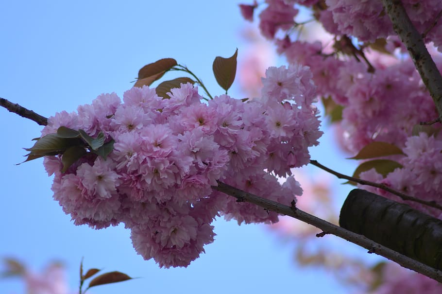 tree, flower, pink, branch, color, bud, spring, flowering plant HD wallpaper