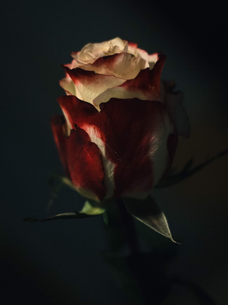 red rose, petal, flower, flowering plant, close-up, beauty in nature HD wallpaper