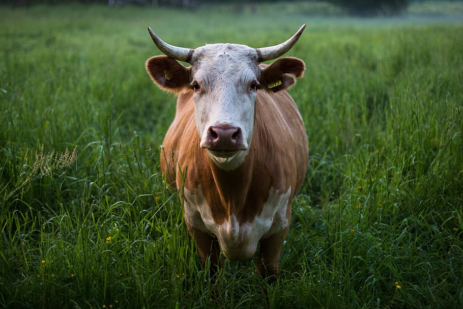 animals, mammals, cattle, cow, horns, graze, grasslands, still HD wallpaper
