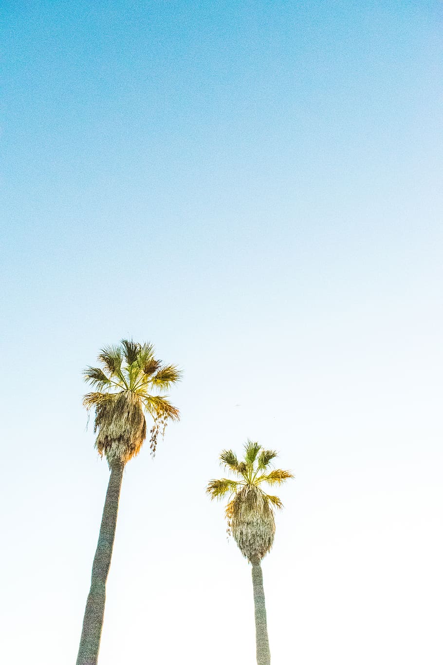 palm trees, los angeles, california, tropical, happy, bright, HD wallpaper