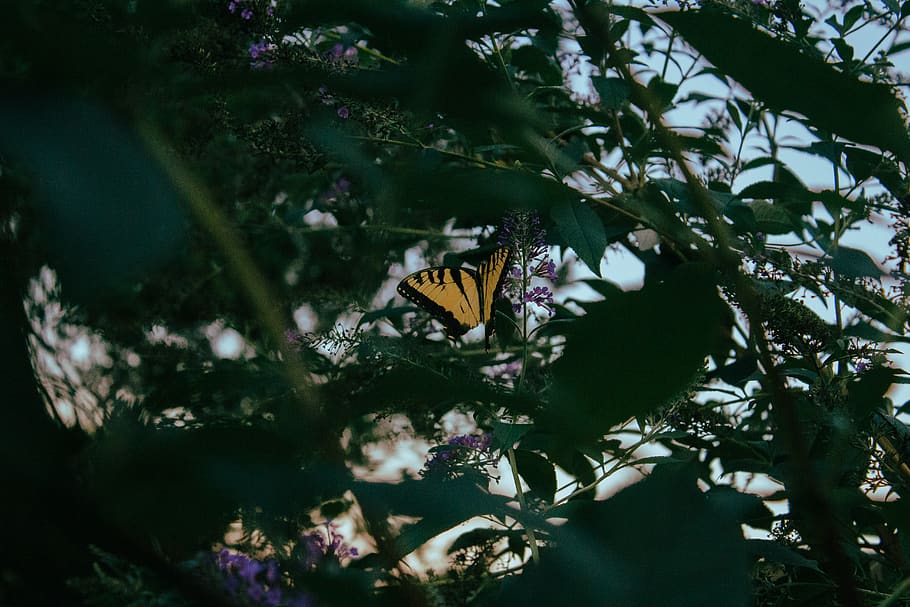 plant, flower, flowering plant, beauty in nature, insect, growth HD wallpaper