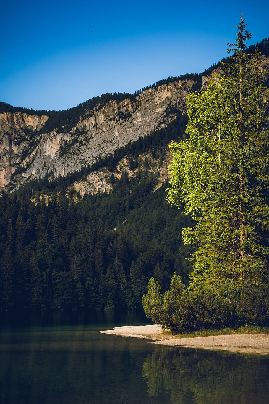 Body of Water Surrounded by Green Trees, daylight, environment HD wallpaper