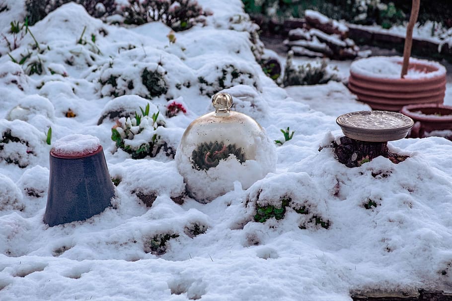 Snow, Cornwall, Succulent, Plants, Nature, cold temperature HD wallpaper