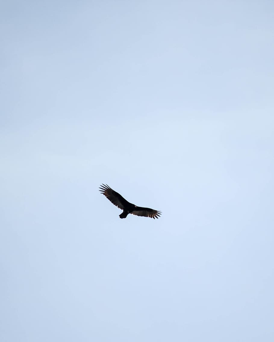 bird, wild, sky, flight, one animal, vertebrate, flying, animal wildlife HD wallpaper