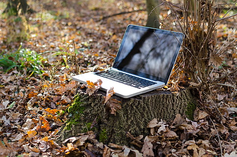 laptop, gadget, technology, trees, leaves, nature, outdoor HD wallpaper