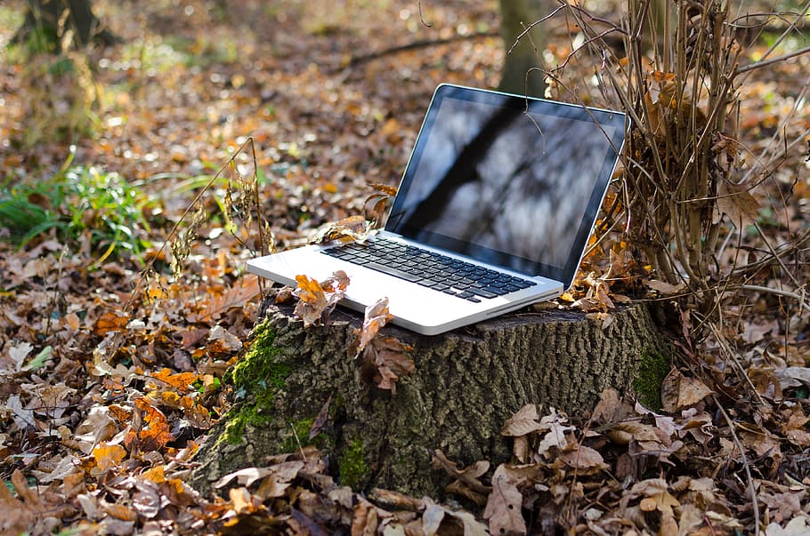 laptop, gadget, technology, trees, leaves, nature, outdoor HD wallpaper