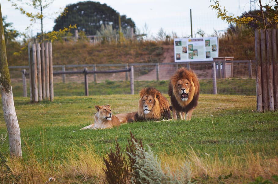 yorkshire wildlife park, united kingdom, branton, lion, mammal, HD wallpaper