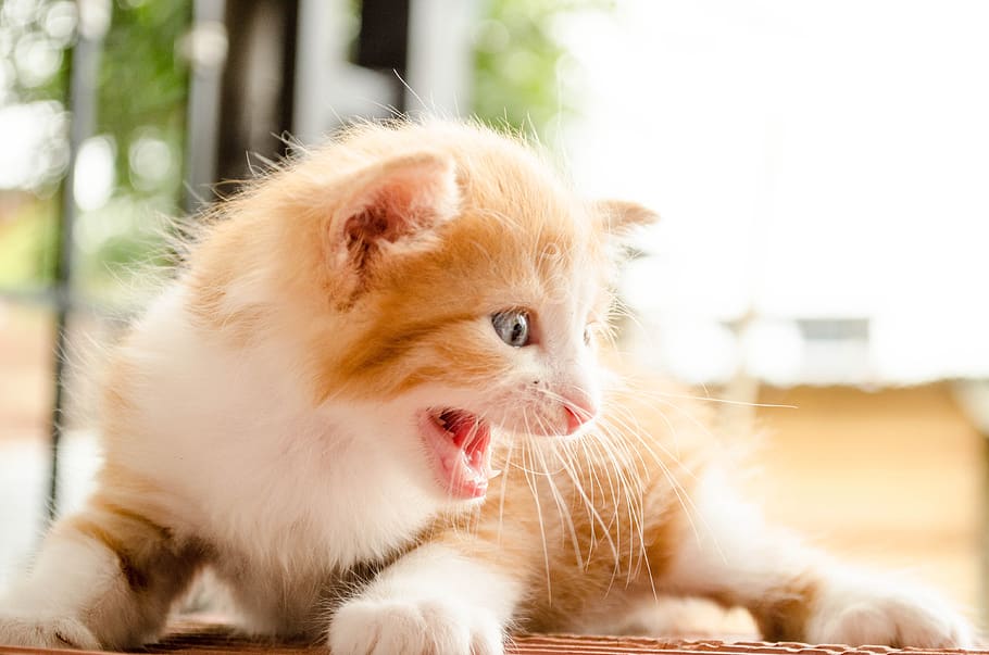 cat, aggressive, leon, danger, feline, tiger, face, domestic HD wallpaper