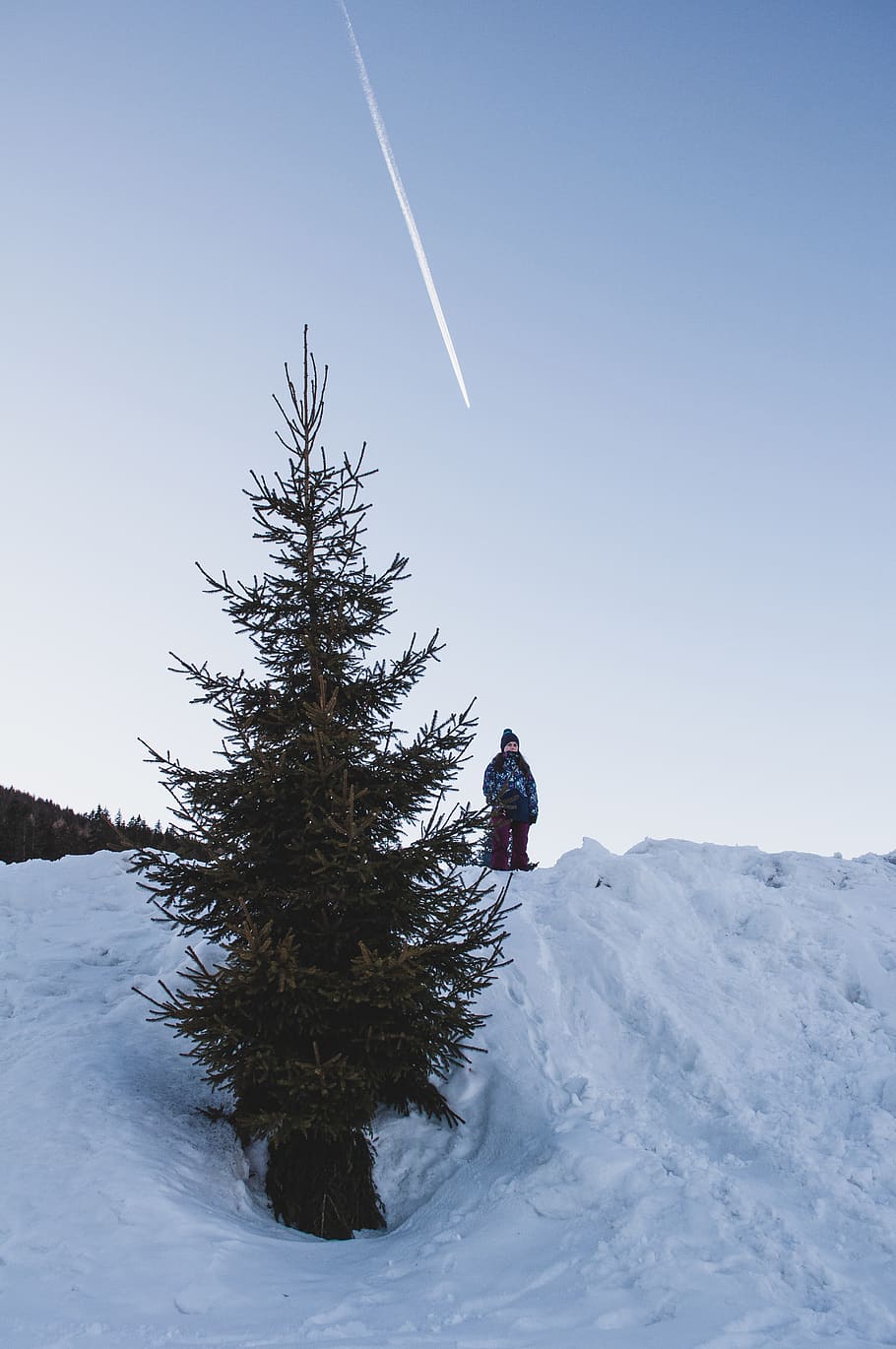 green Christmas tree, plant, fir, abies, human, person, conifer HD wallpaper
