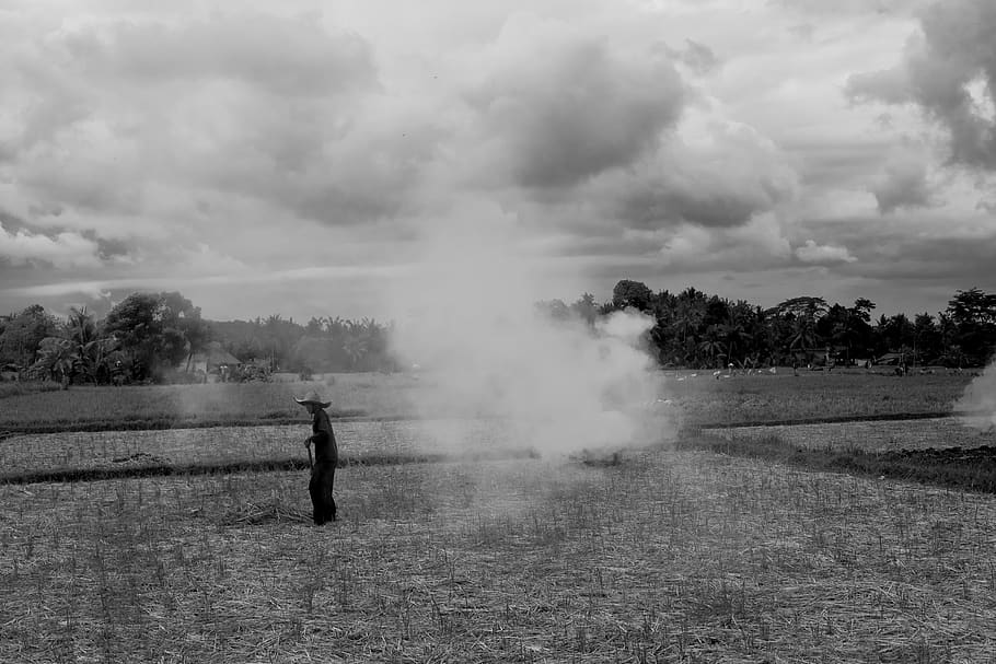 indonesia, ubud, rice paddy, work, agriculture, environment HD wallpaper
