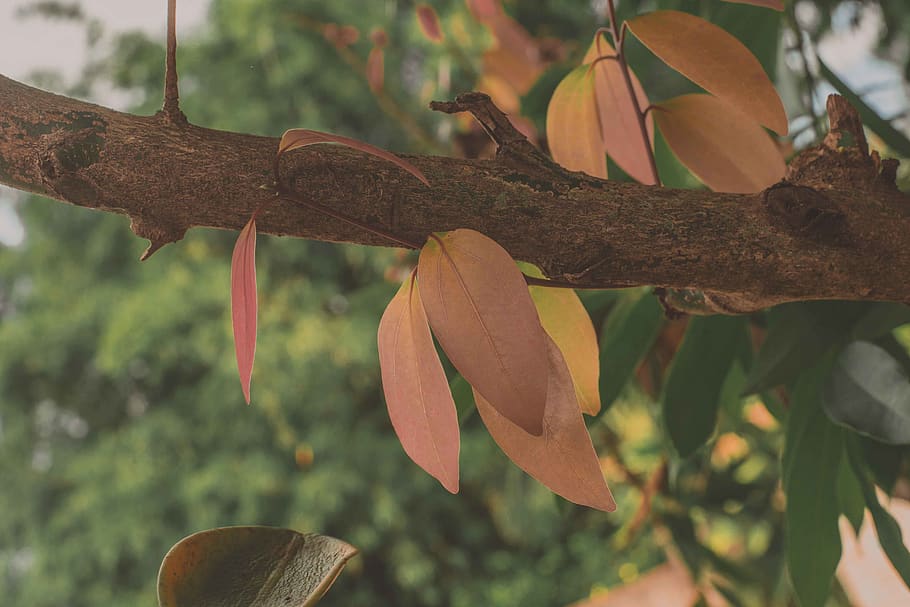 plant, leaf, plant part, tree, growth, focus on foreground HD wallpaper