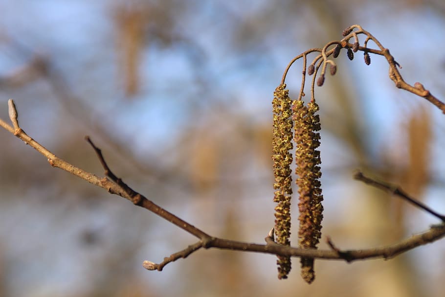 spring, nature, plants, sky, colours, focus on foreground, pussy willow HD wallpaper