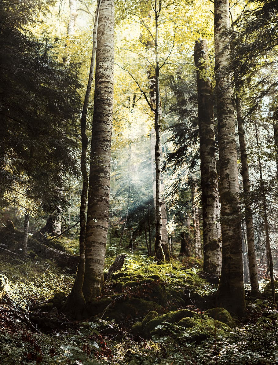 tree trunk, forest, plant, land, beauty in nature, woodland, tranquility HD wallpaper
