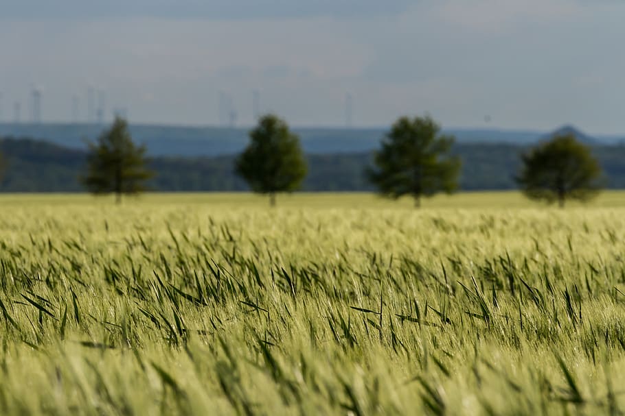 plant, grain, food, produce, vegetable, barley, broadacres