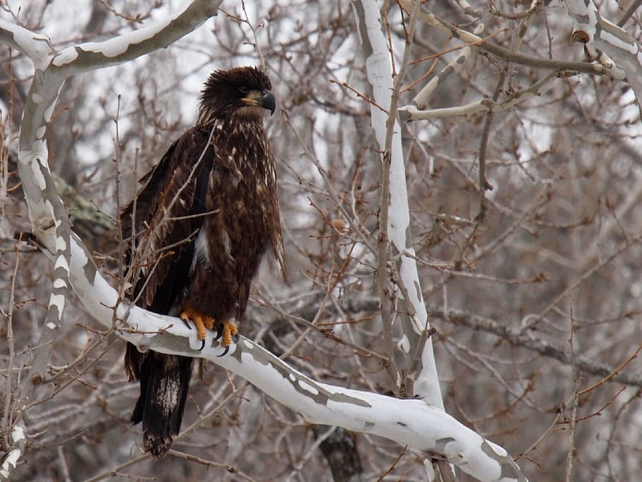 branch, wooden, eagle, bird, animal, nature, animal themes HD wallpaper