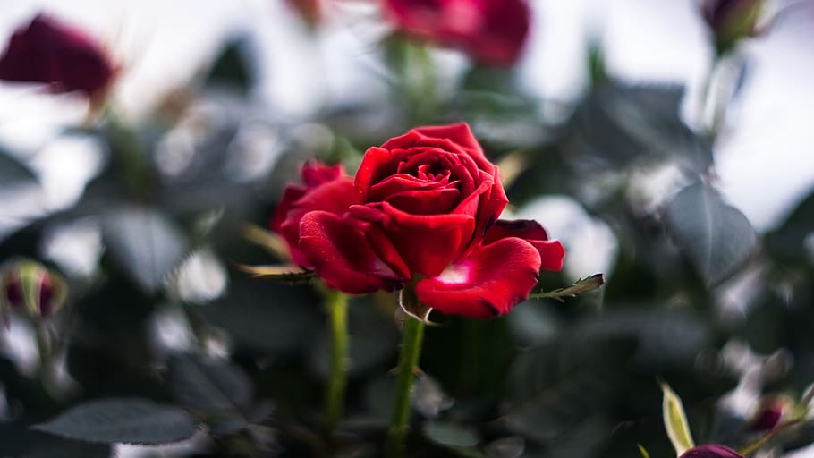 flower, flowering plant, rose, beauty in nature, rose - flower HD wallpaper