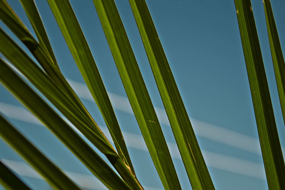 green palm leaves, growth, palm tree, leaf, green color, plant HD wallpaper