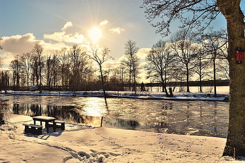 Bare Trees Near Body of Water, clouds, cold, dawn, daylight, dusk HD wallpaper