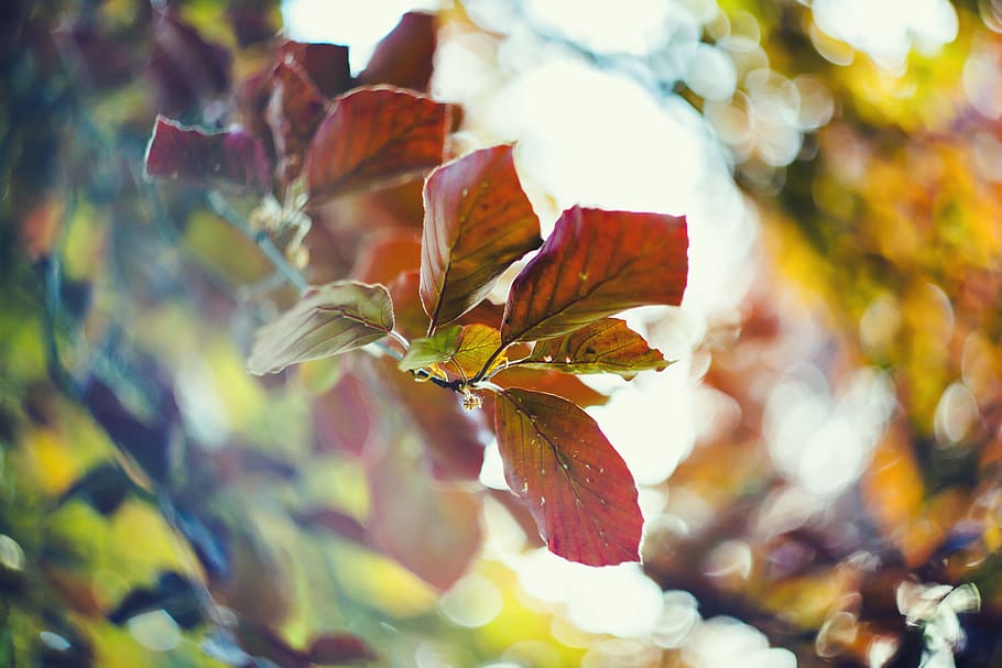 Selective Focus Photograph of Red Plant Leaf, back light, blurred background HD wallpaper
