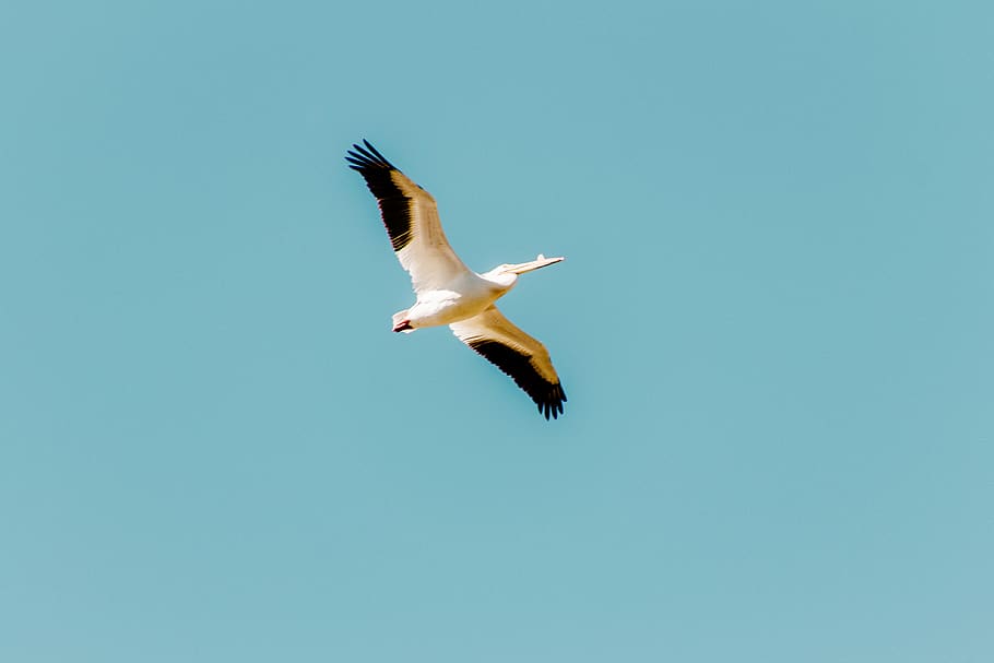 white and red bird, flying, animals in the wild, animal wildlife HD wallpaper