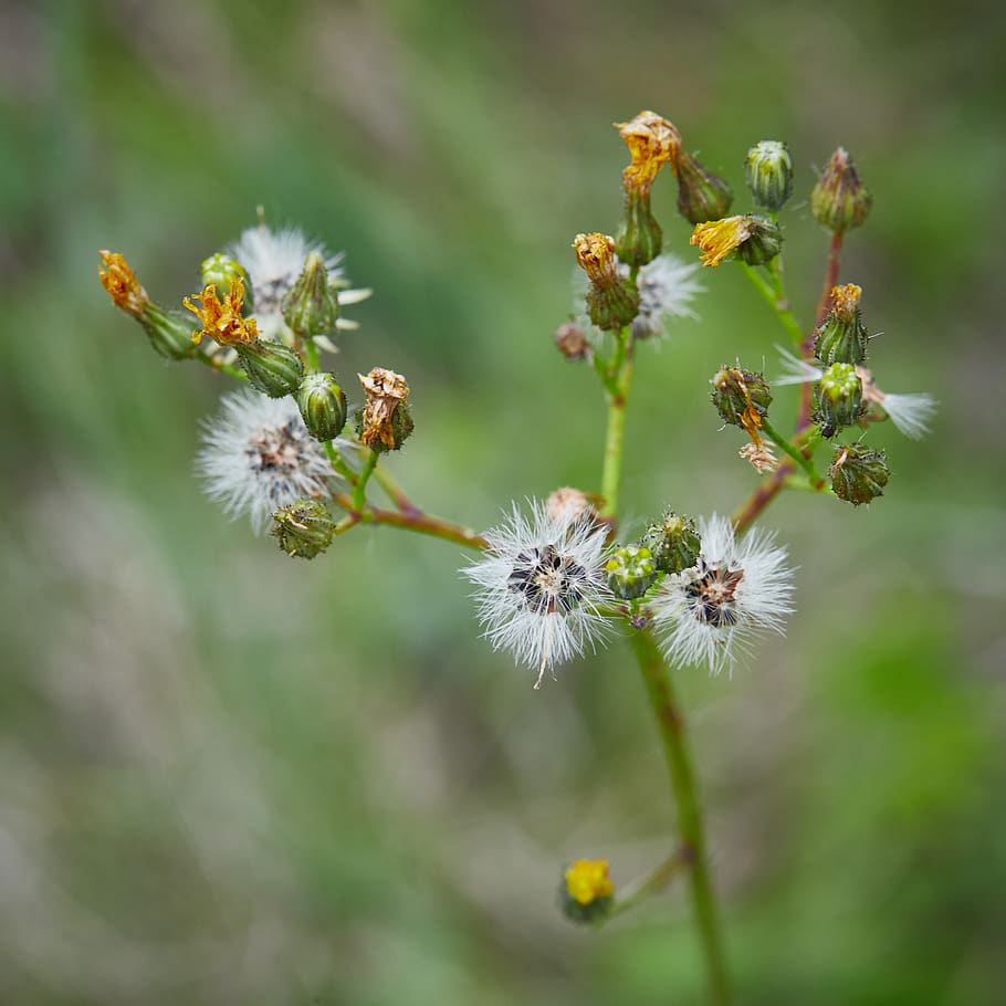 hungary, salgótarján, flowering plant, growth, fragility HD wallpaper