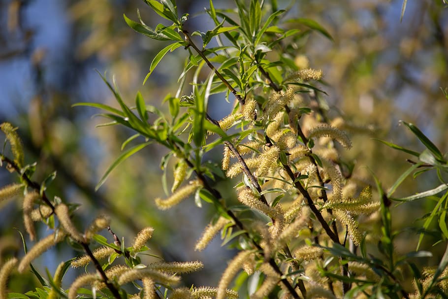 spring, bough, tree, plant, nature, growth, selective focus HD wallpaper
