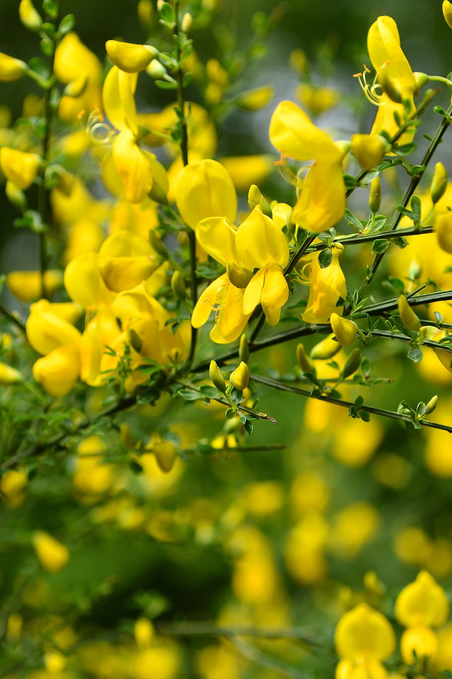blooms, bush, spring, flower, garden, nature, plant, macro HD wallpaper
