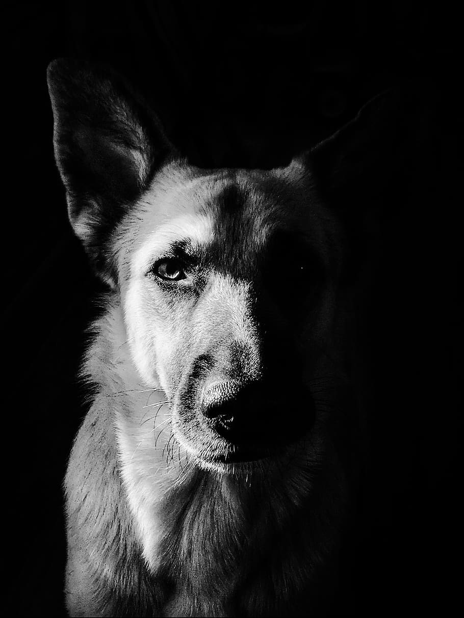 dog, german shepherd, black and white, fierce, puppy, glare