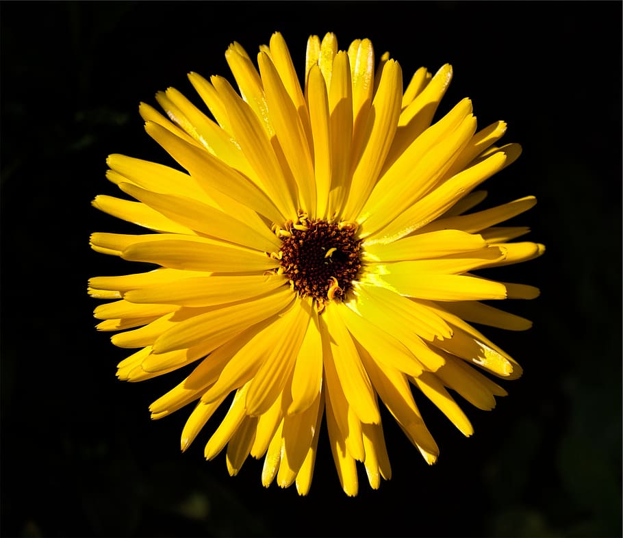 yellow, flower, flowering plant, freshness, petal, flower head HD wallpaper