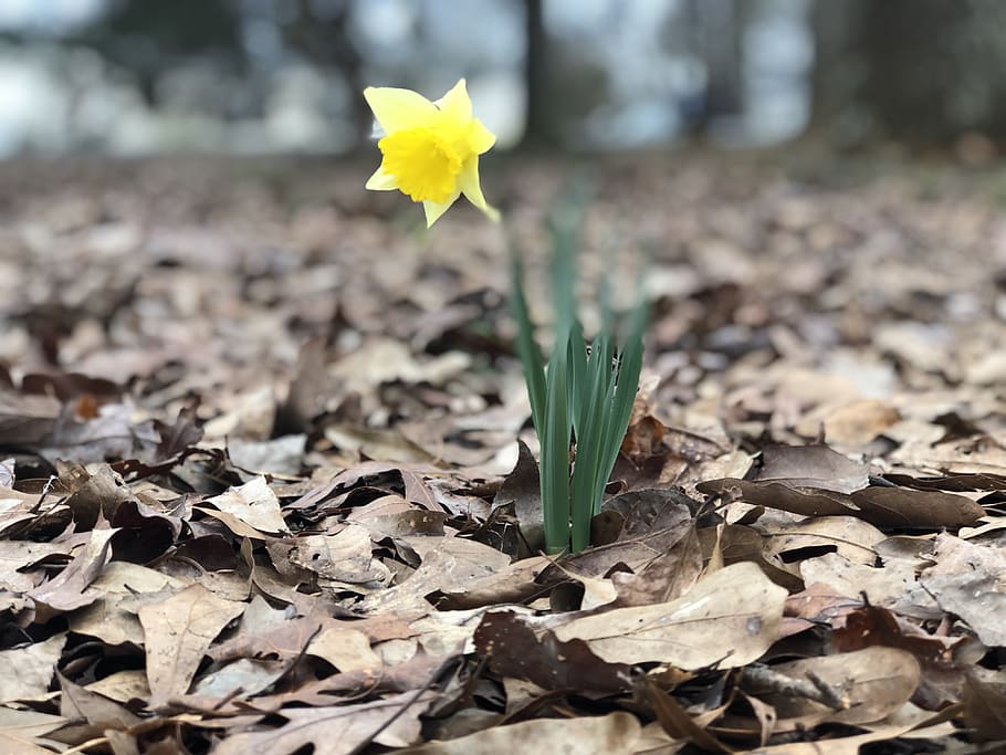 leaf, plant part, beauty in nature, flowering plant, fragility HD wallpaper