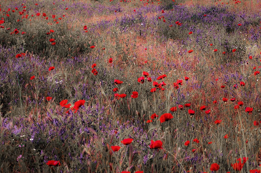 poppies, fields, greece, nature, landscape, tree, sun, greek HD wallpaper