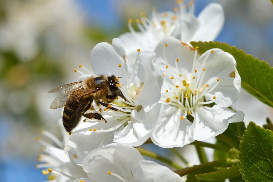 bee, honey, bees, insect, nature, spring, nectar, pollen, animal HD wallpaper