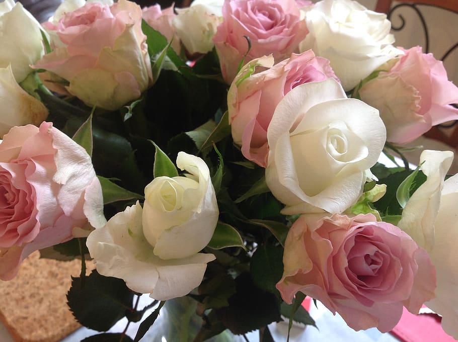 roses, flowering plant, beauty in nature, fragility, vulnerability HD wallpaper