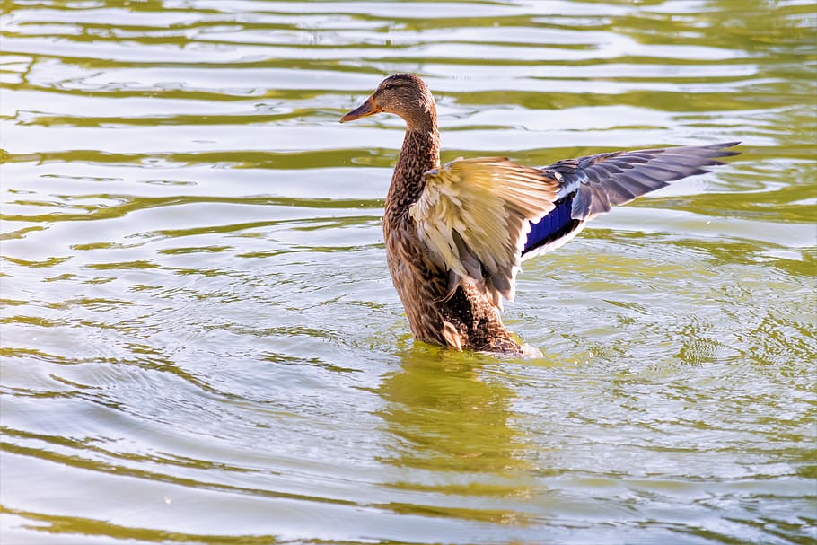 teal, duck, wings, bird, animals in the wild, animal wildlife HD wallpaper