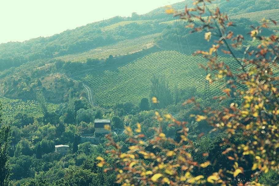 vineyard, rural, view, autumn, field, trees, plant, growth HD wallpaper