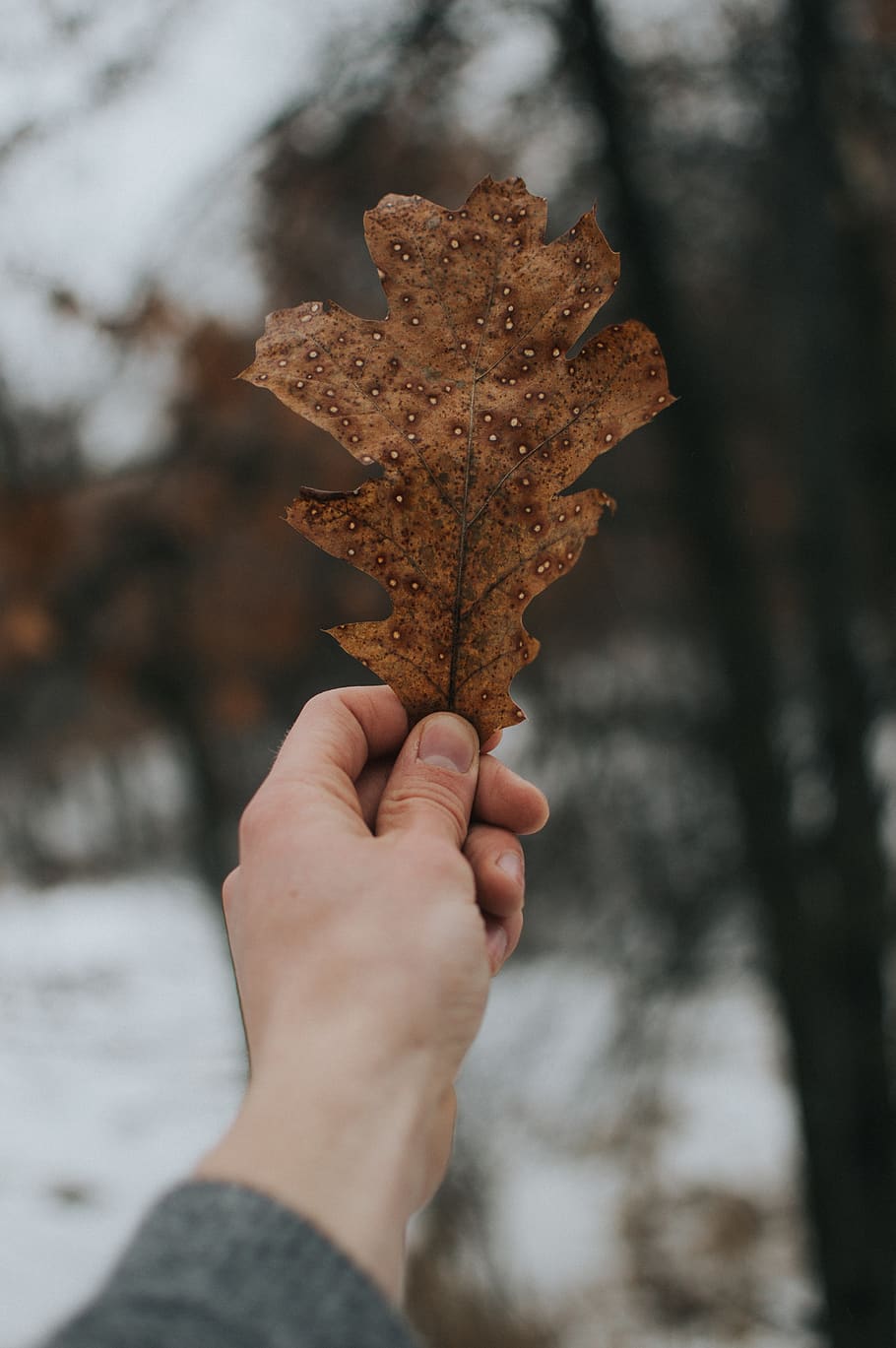 leaf, hand, hand portrait, trees, nature, browns, detail, explore HD wallpaper