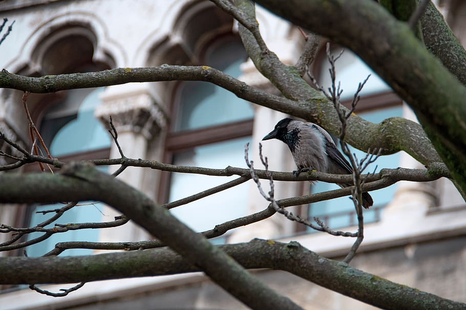 crow, bird, buda castle, black, wingtip toys, feather, beak HD wallpaper