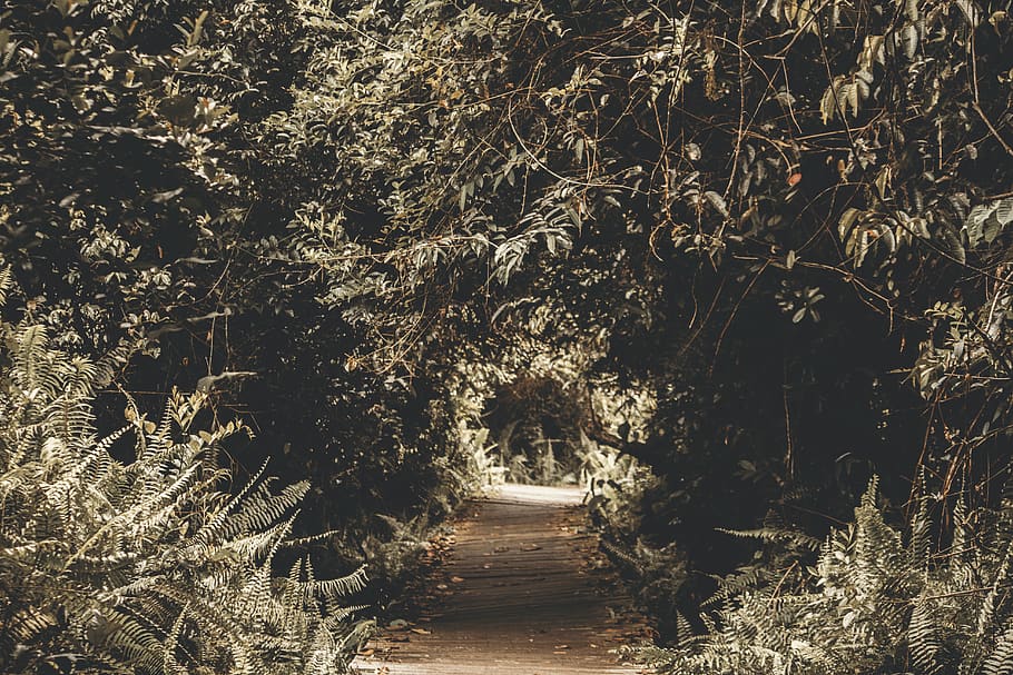 Silhouette Photography of Tree Tunnel, art, direction, environment HD wallpaper