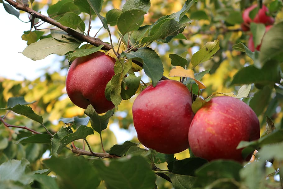 apple, apple tree, fruit, trees, vitamins, in the fall of, red HD wallpaper