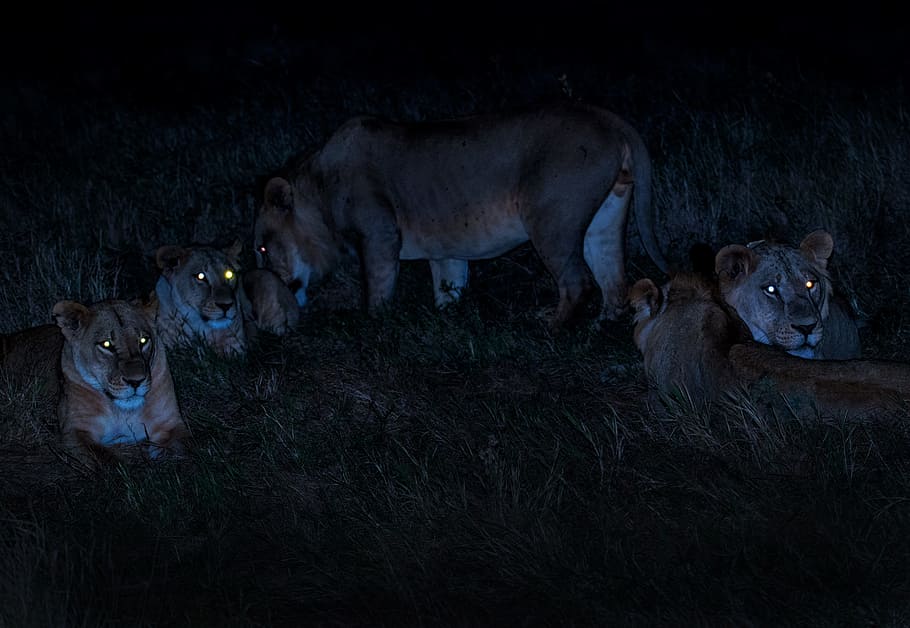 herd of brown lioness, wildlife, night, eye, pride, dark, big cat, HD wallpaper