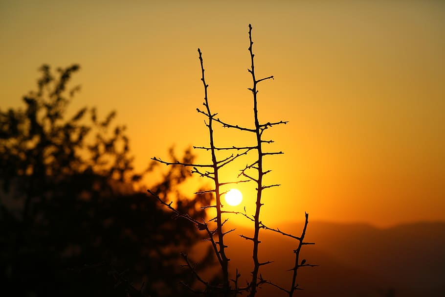 sunset, nature, branches, tree, landscape, sky, in the evening HD wallpaper