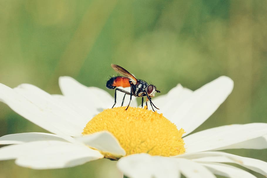 bee perching on pollen, flower, flowering plant, animal wildlife HD wallpaper