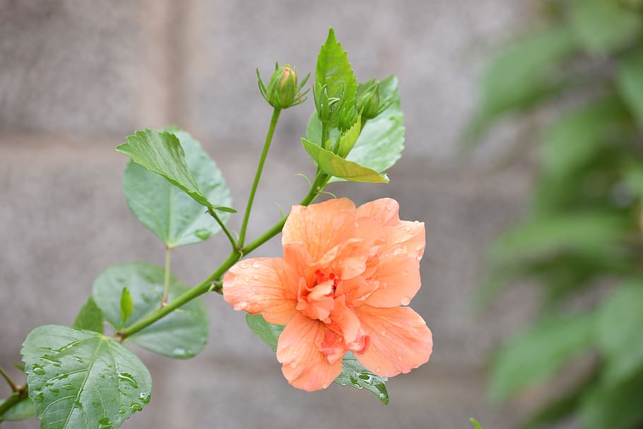 nature, flower, flora, leaf, garden, 7711, plant, flowering plant HD wallpaper