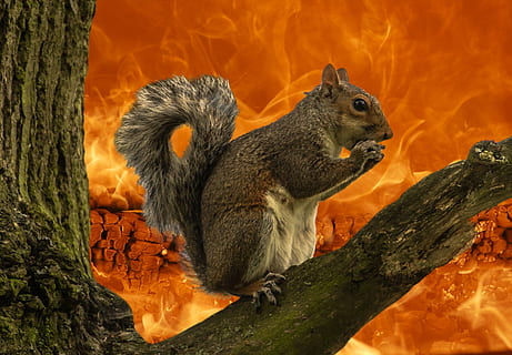 flames squirrel astronomy fireball